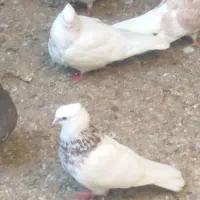 کبوتر طوقی و کله جفت