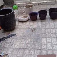 گلدان|گل و گیاه طبیعی|مشهد, طبرسی شمالی|دیوار