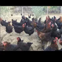 مرغ و خروس محلی برای خون وچشم زخم ودفع بلا
