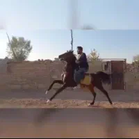 اسب‌ نریان‌