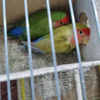 جفت کوتوله|پرنده|اصفهان, خوراسگان|دیوار