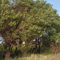 باغ انگور بار ده بادرخت بادام چند ساله