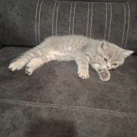 گربه بیریتیش