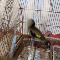 سهره نر مست