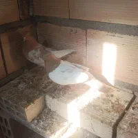 کبوتر رنگه|پرنده|مشهد, دانشجو|دیوار