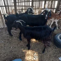 حیوانات|حیوانات مزرعه|شمیل, |دیوار