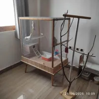 عروس هلندی (۳ پرنده) همراه با قفس بزرگ|پرنده|رشت, بلوار گیلان|دیوار