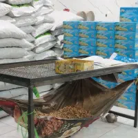 استخدام نیروی کار در کارگاه گردو