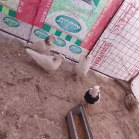 کفتر طوقی|پرنده|قروه, |دیوار