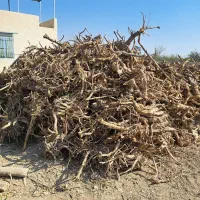 چوب ریشه انار