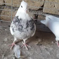 طوقی|پرنده|اردکان, |دیوار