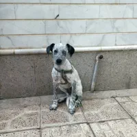 سگ نژاد دار اشپیتس|سگ|خسروشاه, |دیوار