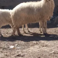 فروش یک راس میش وبره