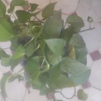 گل آپارتمانی