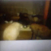 گوسفند افشاری