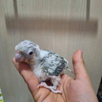 گرینچیک سرلاکی