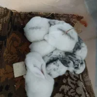 بچه‌خرگوش‌هنوزشیرمیخورن