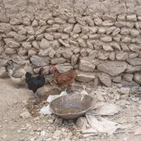 مرغ تخم گذار