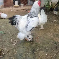 تخم نطفه دار و تازه برهما|حیوانات مزرعه|رشت, کوی قدس|دیوار