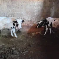 گاو نر