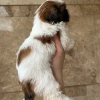 شیتزوسوپرفلت|سگ|رشت, گلسار|دیوار