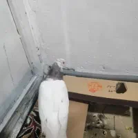 کبوتر. طوقی|پرنده|جوانرود, |دیوار