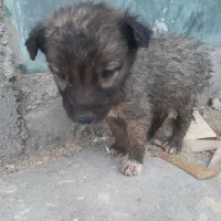 واگذاری توله سگ سرابی