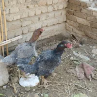 مرغ و خروس لاری|حیوانات مزرعه|نگین شهر, |دیوار