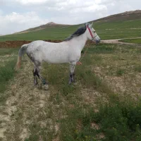 مادیون 5ساله|اسب و تجهیزات اسب‌سواری|بزینه رود, |دیوار