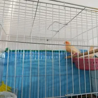 قناری|پرنده|زرند, |دیوار