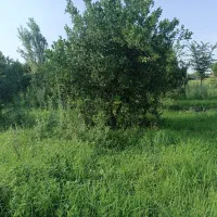 فروش زمین ۲۵۰ متری