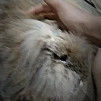 خرگوش|موش و خرگوش|برازجان, |دیوار