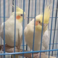 جفت لوتینو مولد