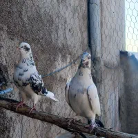 کفترپرشی سالم سرحال