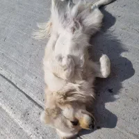 توله ۸ماهه پامر اشپیتز|سگ|مبارکه, |دیوار