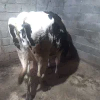 گاوهولندیشیری|حیوانات مزرعه|تالش, جوکندان|دیوار