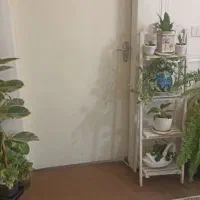 تعدای گل همگی با هم بفروش میرسد|گل و گیاه طبیعی|شاهین‌شهر, فردوسی|دیوار