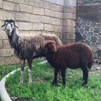 گوسفند با بره خوراک خور