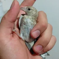جوجه سهره