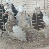 شش کبوتر جوجه طوقی