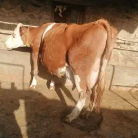 گاو سمینتال اصل با گوساله ماده 5روزه زاییده