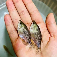 ماهی کالر آنجل زبرا گوپی گلدفیش کوریدوراس فلاور|ماهی|مشهد, سناباد|دیوار