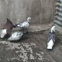 کفتر قریب گیری