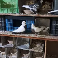 شاهطوطی.گرینچیک.کبوتر.کفتر|پرنده|همدان, |دیوار