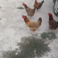 ۷تا مرغ تخم گذار به قیمت مناسب