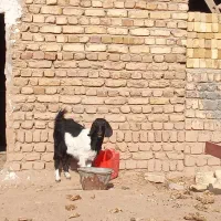 بزغاله ماده