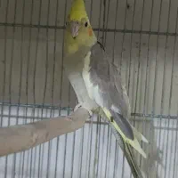 عروس هلندی ماده و چند عدد جوجه تازه دون خور|پرنده|قم, نوبهار|دیوار