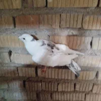 کفتر بزک پلاکی