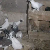 کفتر تعزینی|پرنده|قم, انسجام|دیوار