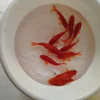 ماهی قرمز|ماهی|قم, شاه ابراهیم|دیوار